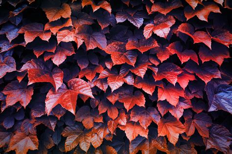 Autumn 4k Wallpapers Wallpaper Cave