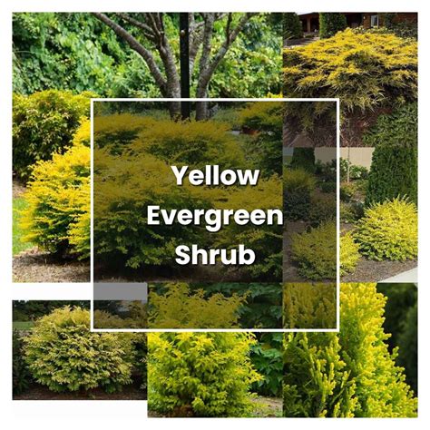 How To Grow Yellow Evergreen Shrub Plant Care And Tips Norwichgardener