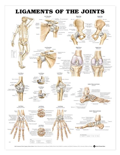 Bones in human body provide basic structural shape and support. Ligaments of the Joints Anatomical Chart - Anatomy Models and Anatomical Charts