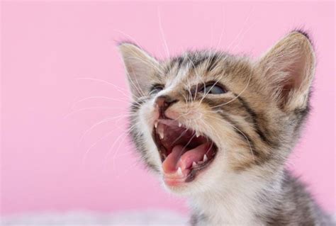 7 Common Cat Vocalizations And What They Mean All About Cats