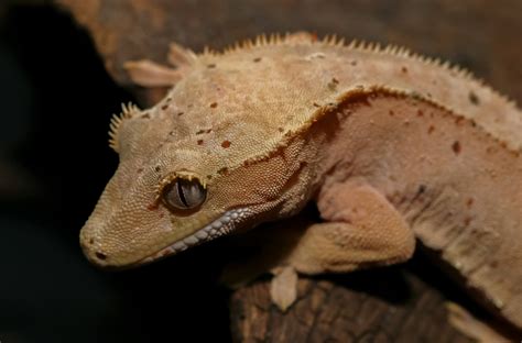 100 Best Gecko Names Ideas For Your Crested Pet Lizard My Pets Name