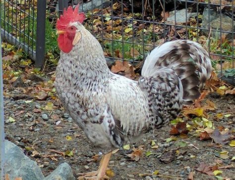 Here is a golden and a silver. Riggins FANCY Chickens | Home