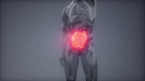 Human Small Intestine Radiology Exam Motion Graphics Videohive
