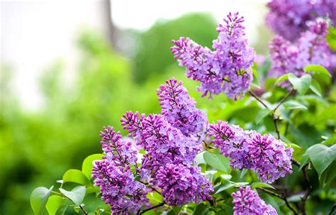 Lilac Flower Meaning Understanding This Beautiful Bloom