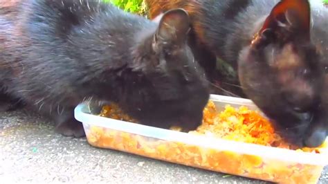 Two Black Cats Meow On The Street15 Youtube