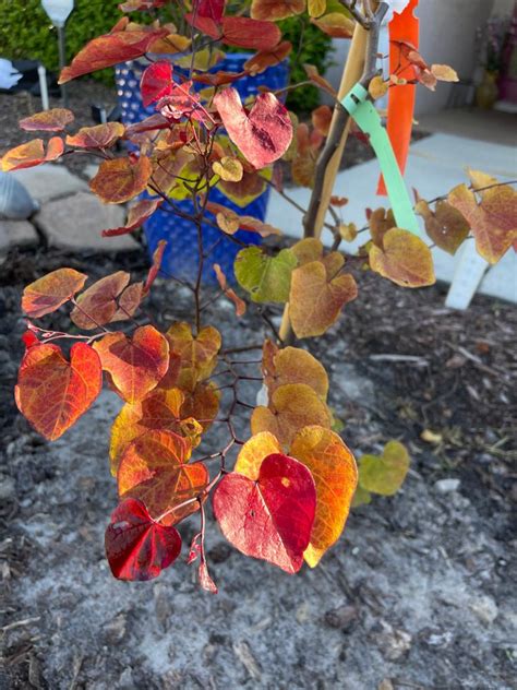 Flame Thrower® Redbud Trees For Sale