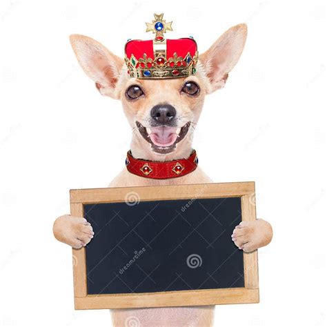 Crown King Dog Stock Photo Image Of Church Cross Placard 63439726