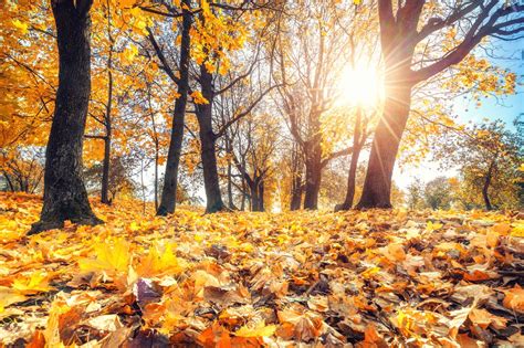 Autumn Equinox When Is The First Day Of Fall 2021 What You Need To Know
