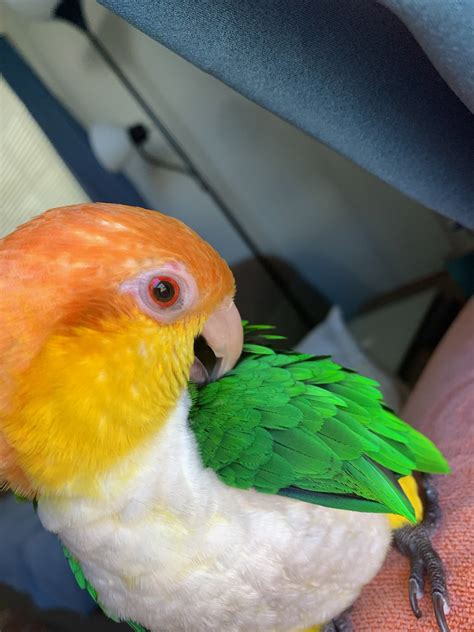 My Year Old Bellies Caique Has 4 Raised Red Bumps Around His Right Eye