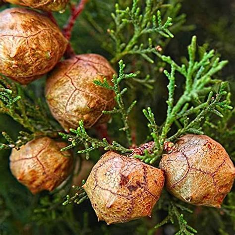 Cupressus Sempervirens Stricta Upright Italian Cypress Tree Seed By