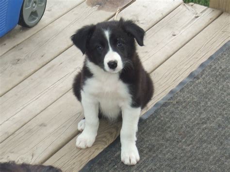 Im Totally Crazy About Border Collies Border Collie Collie Canine