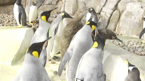 With a real focus on education, the zoo has programs for all ages that inspire your knowledge of local, endangered, and exotic species. New King Penguins At KC Zoo - YouTube