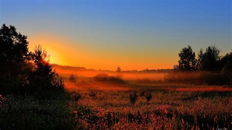 Beautiful Sunrise View Foggy Flowers Trees Under Yellow Blue Clouds Sky