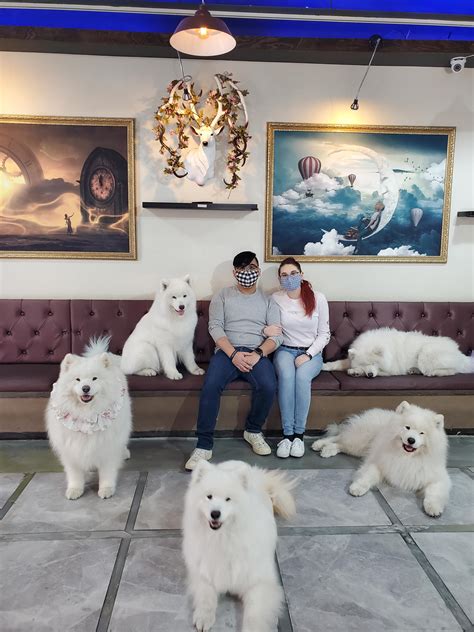 I Got To Go To A Samoyed Cafe In Korea Rsamoyeds