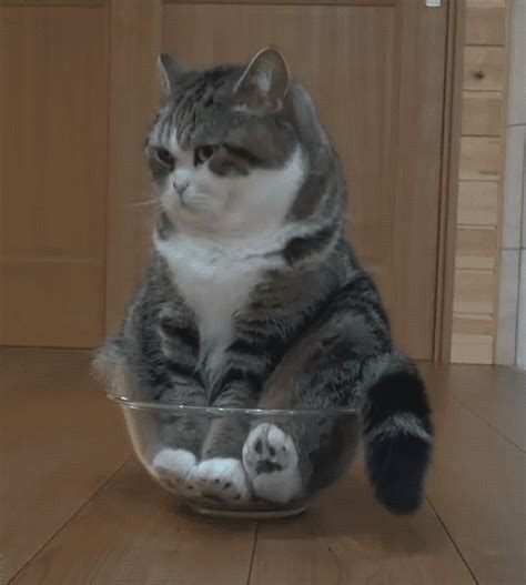 Cat In A Bowl S Find And Share On Giphy