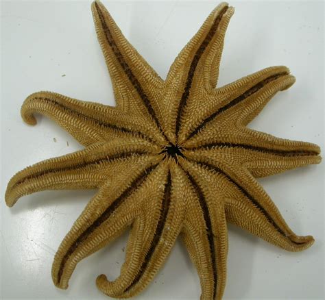 Starfish The Echinoblog The Worlds Oldest Multi Armed Starfish A