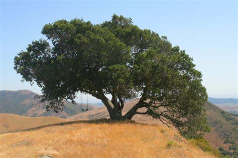 The Coast Live Oak Tree Pics