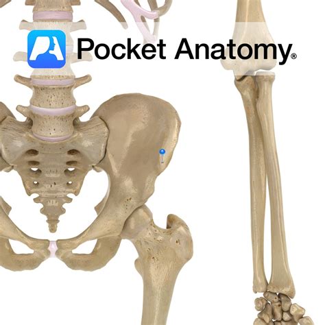 Ilium Anterior Superior Iliac Spine Pocket Anatomy