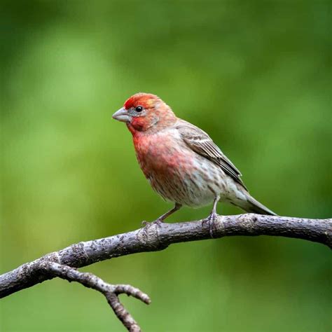 Albums 95 Pictures Pictures Of Finch Birds Full Hd 2k 4k