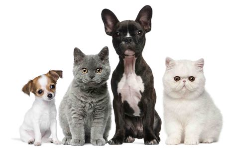 Animals Cats Dogs Puppy Baby Kitten Wallpaper 8268x5182 620651