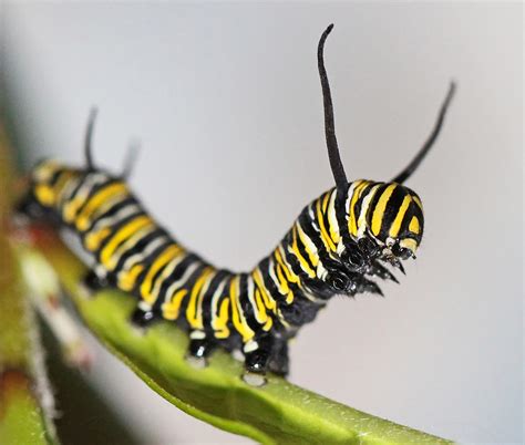 Caterpillar foundation announces global environmental partnership with one tree planted. Fungus 'pharmacist' can cure (or kill) butterflies - Futurity