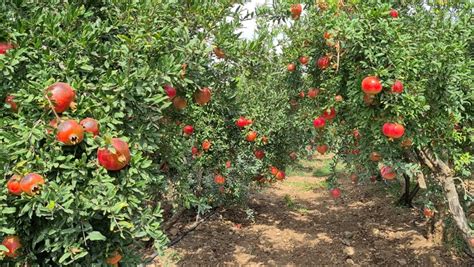 Pomegranate Garden Stock Video Footage 4k And Hd Video Clips