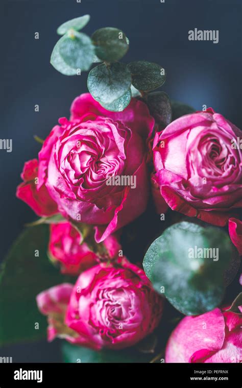 Macro Photography Of Dark Pink Roses Bouquet Over Blue Soft Focus Top