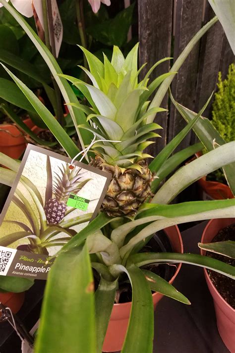 My local supermarket sells potted pineapple plants : mildlyinteresting