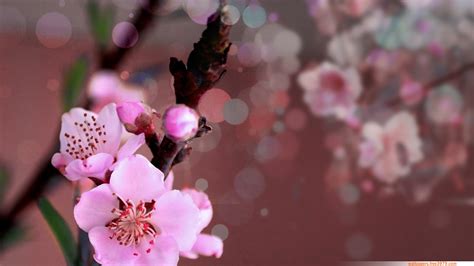 19 Peach Blossoms Anime Wallpaper Baka Wallpaper