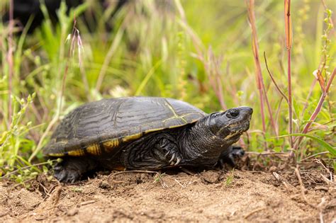 Yellow Mud Turtle Kinosternon Flavescens Reptiles And Amphibians Of