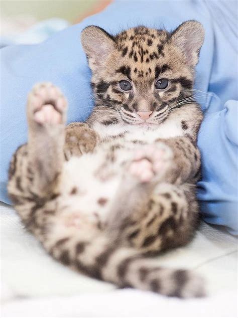 Clouded Leopard Cubs Feliks Zeki