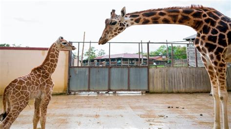 Video Meet Oklahoma City Zoos Newest Baby Giraffe Iheart