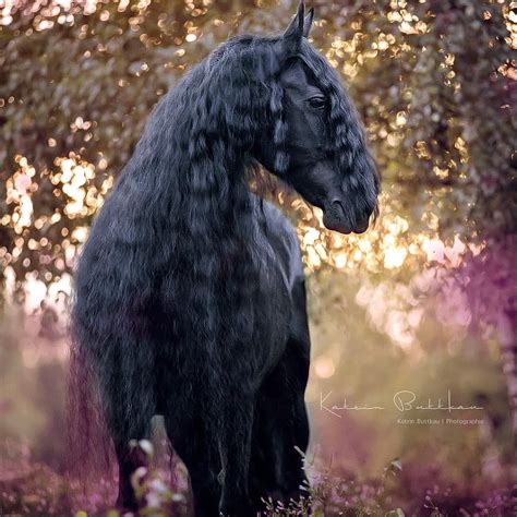 Friesian Horse Horses Most Beautiful Horses Pretty Horses