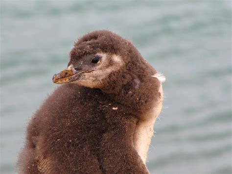 Baby Magellanic Penguin Peninsula Valdes Patagonia Argentina A Photo