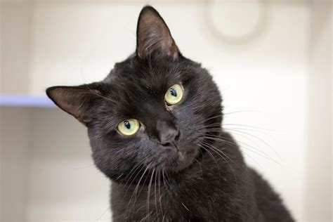 Check spelling or type a new query. Black cats are more than bad luck and witches