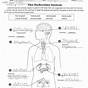 Human Endocrine Hormones Worksheet