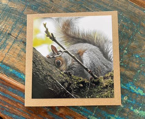 Squirrel Card Get Well Soon Card Recycled Card Birthday Etsy