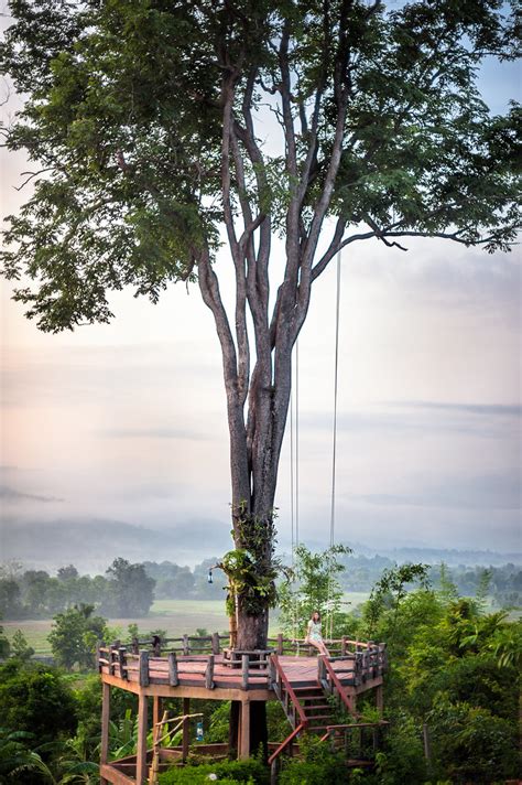 Big Tree In Mari Pai Resort In Pai Thailand Shihan Shan Flickr