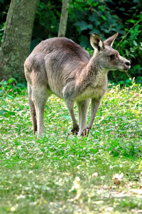 Eastern Grey Kangaroo Macropus Giganteus Eastern Grey Ka Flickr