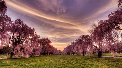 Download Tree Lined Cherry Blossom Sakura Tree Earth Photography Park