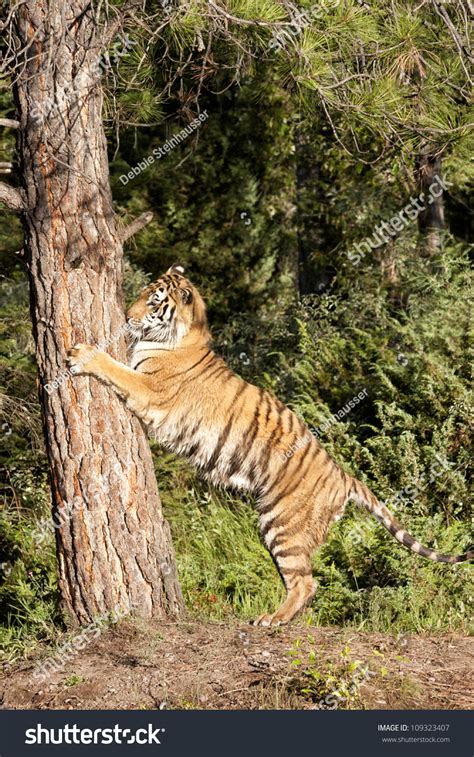 Tiger Climbing Tree Stock Photo 109323407 Shutterstock