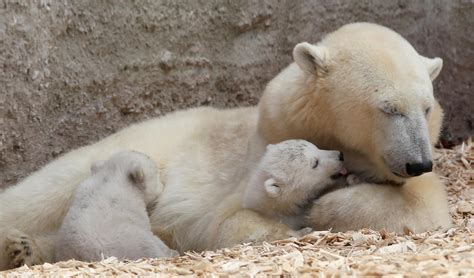 Munich Germany Twin Polar Bear Cubs Make Debut Pictures Cbs News
