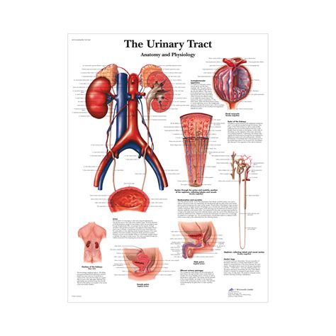 Male Catheterization Basic Set 8000898 3011965 Simulation Kits