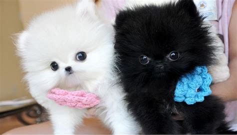 Vet Checked Teacup Pomeranian Puppies Available For Adoption Text 727