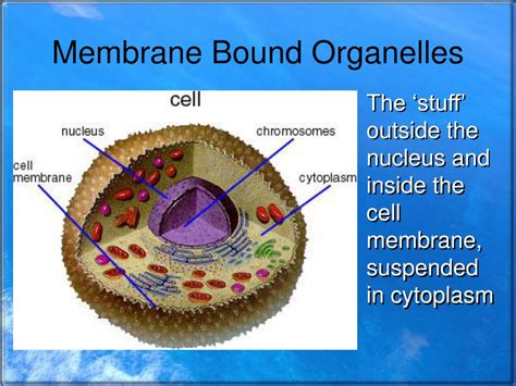 We did not find results for: PPT - Organization of the Cell PowerPoint Presentation ...