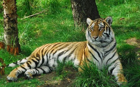 Tiger In The Forest Wallpaper Animal Wallpapers 43127