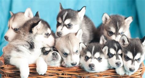 Zak george's dog training revolution. Siberian Husky Puppies and Dogs for sale near you (Page 2)