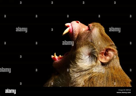 Angry Monkey Stock Photo Alamy