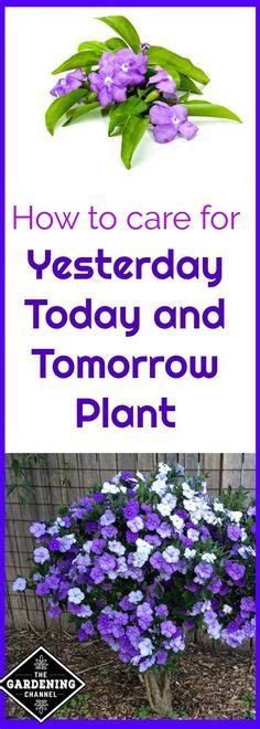 How To Grow Yesterday Today And Tomorrow Plants Gardening Channel