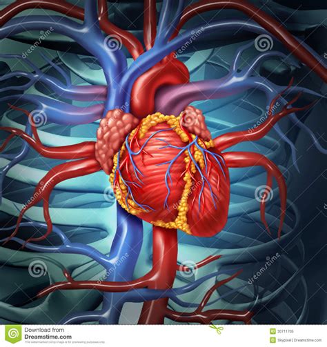 Coeur Humain Cardio-vasculaire Illustration Stock - Illustration du ...